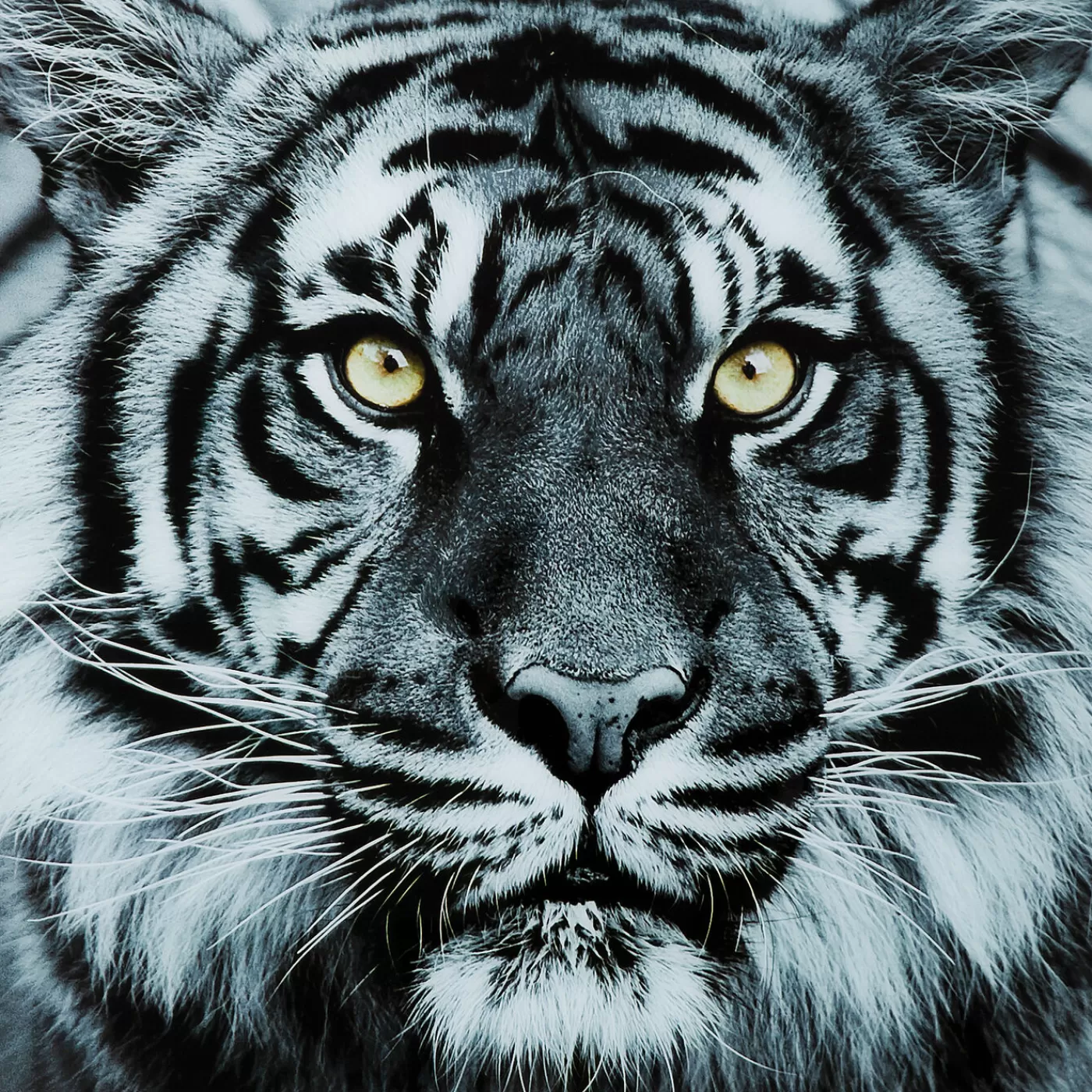 KARE Design Tableau En Verre Face Tiger 80X80Cm