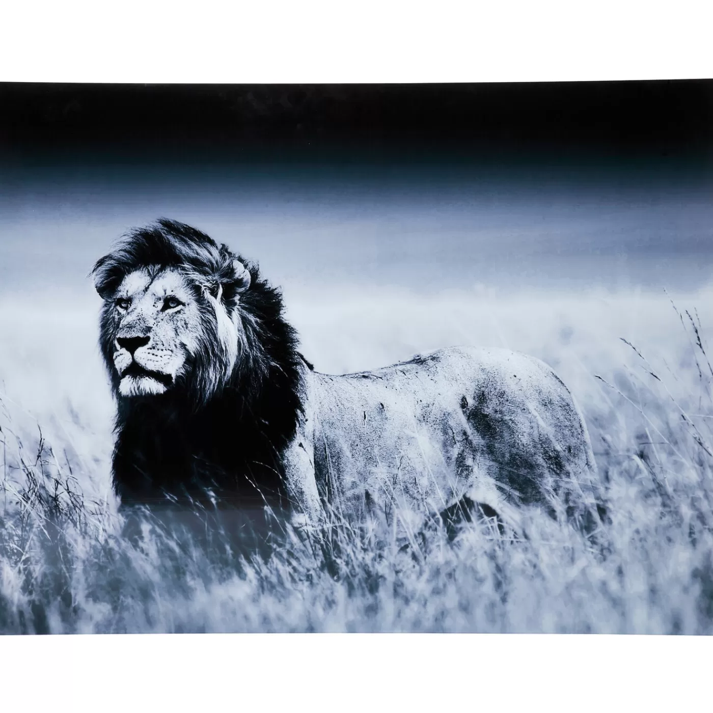 KARE Design Tableau En Verre Lion King Standing 160X120Cm